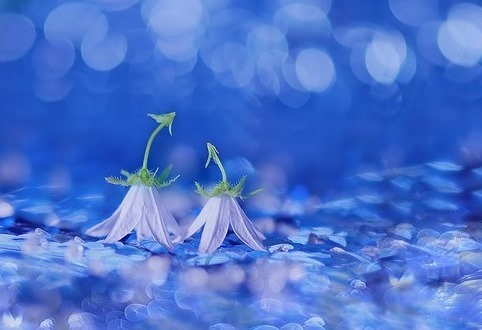 花言葉で ごめんなさい の気持ちを届けるのにオススメの花 ツキちゃんの小部屋