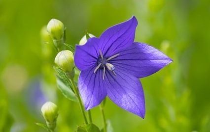 花言葉で ごめんなさい の気持ちを届けるのにオススメの花 ツキちゃんの小部屋