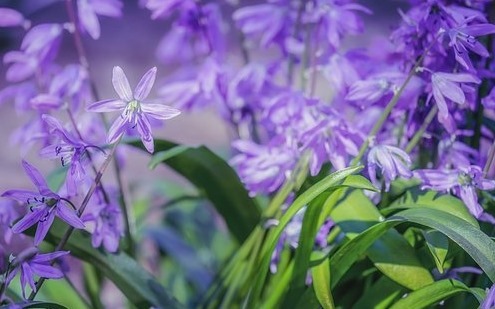 花言葉で ごめんなさい の気持ちを届けるのにオススメの花 ツキちゃんの小部屋