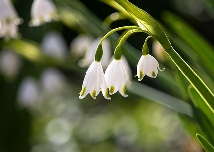 復縁の意味をもつ花言葉 仲直りの願いをのせて贈る花 ツキちゃんの小部屋