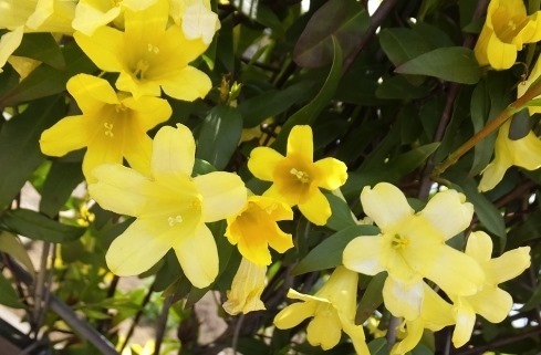 花言葉で ごめんなさい の気持ちを届けるのにオススメの花 ツキちゃんの小部屋